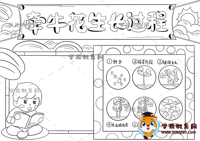 牽牛花生長過程手抄報